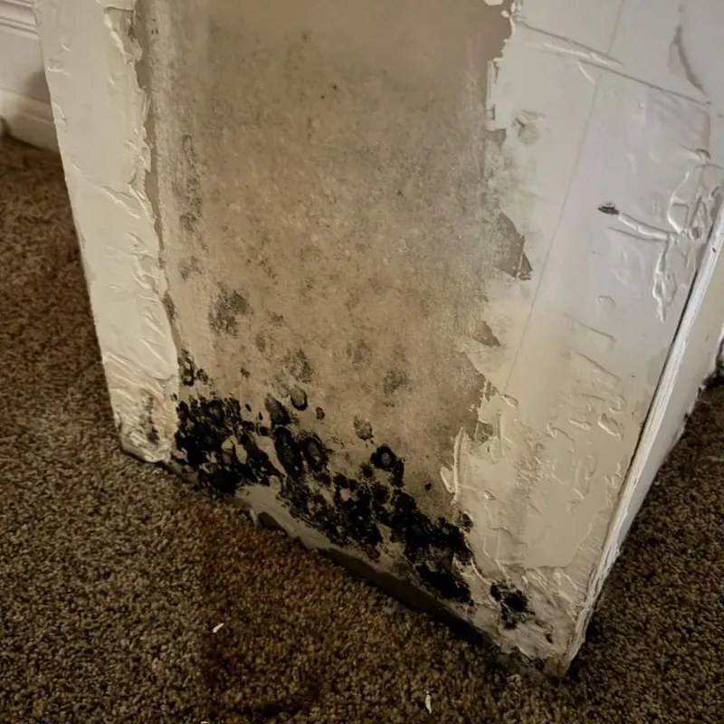 Professional Mold Removal in Guymon, OK